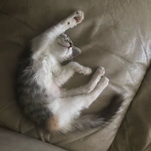 Meet your Posher, Abelardo